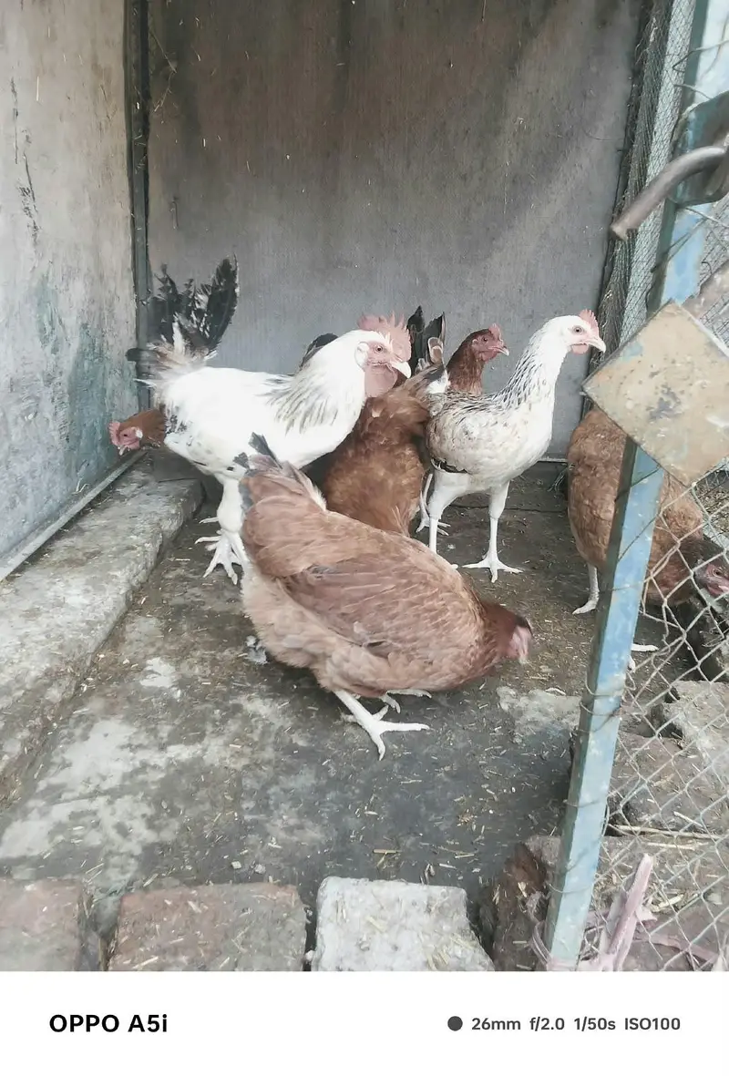 Ghar ke pale hoe desi murgia — photo 4