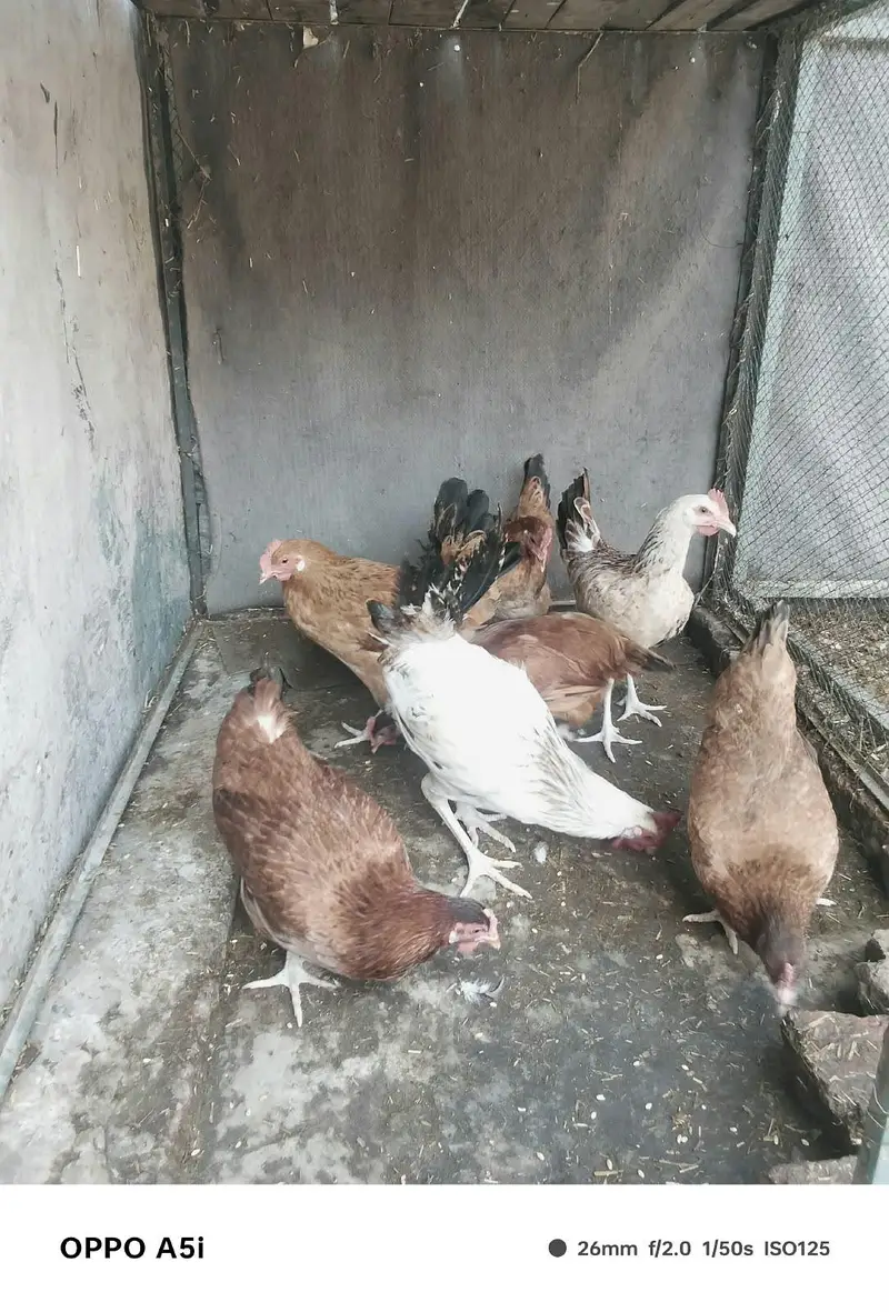 Ghar ke pale hoe desi murgia — photo 5