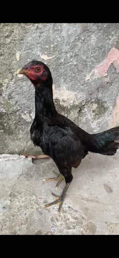 Aseel, Pure pakoya