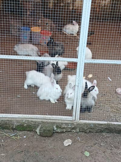 Some cute bunnies and rabbits :3