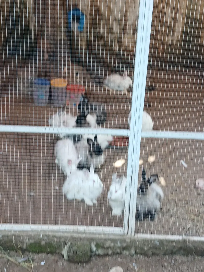 Some cute bunnies and rabbits :3 — photo 2