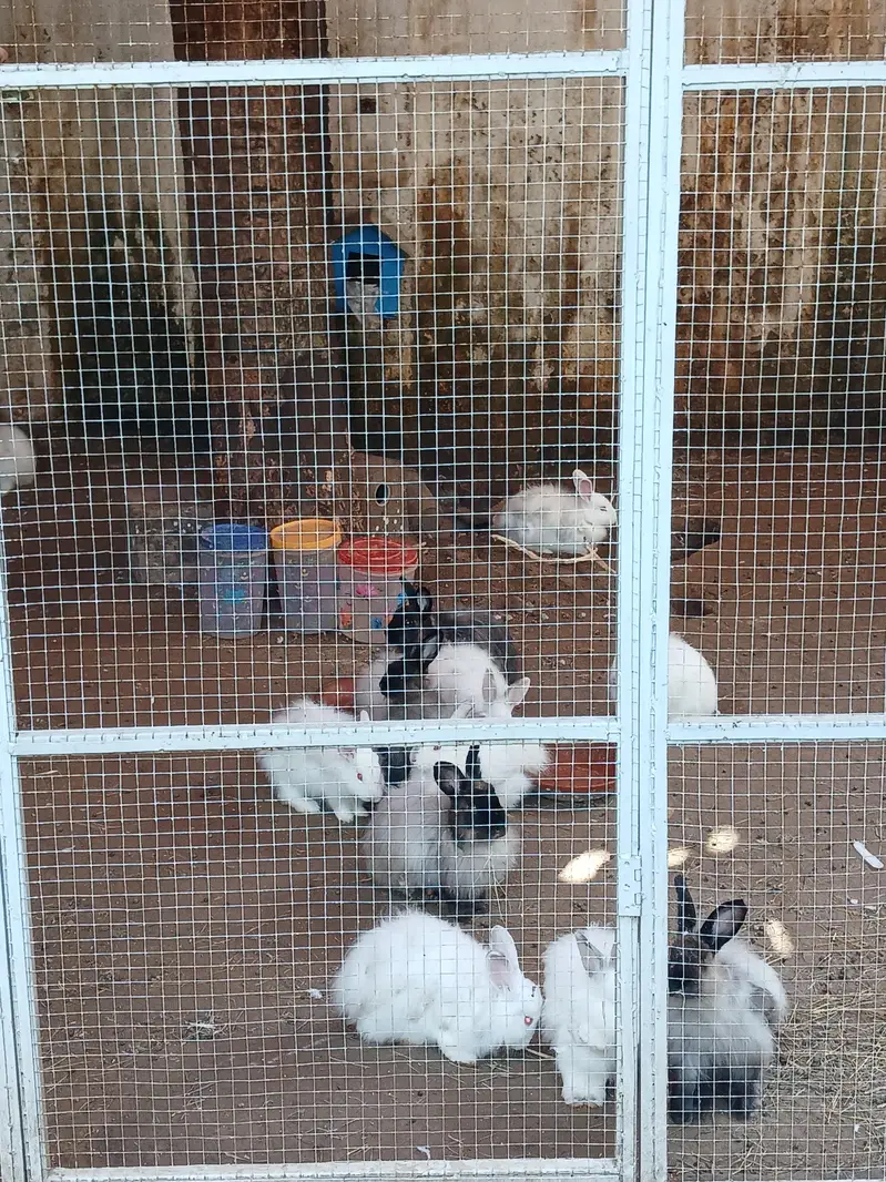 Some cute bunnies and rabbits :3 — photo 3