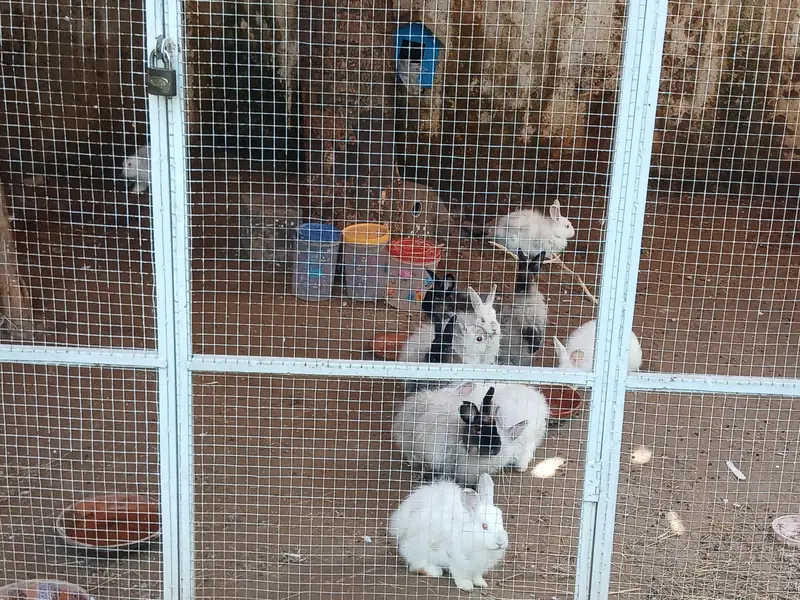 Some cute bunnies and rabbits :3 — photo 4