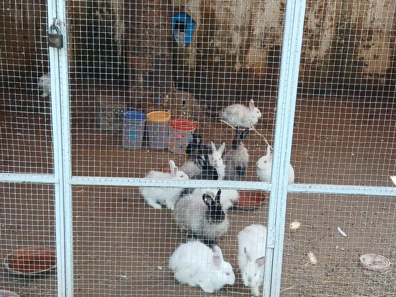 Some cute bunnies and rabbits :3 — photo 5