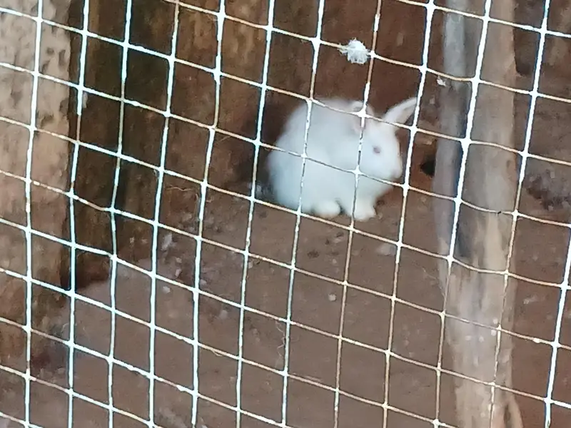 Some cute bunnies and rabbits :3 — photo 6