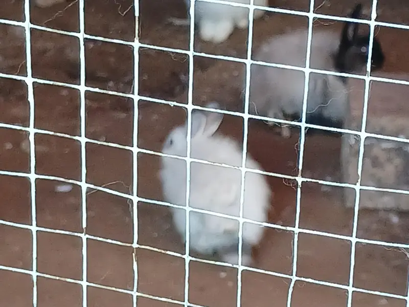 Some cute bunnies and rabbits :3 — photo 7
