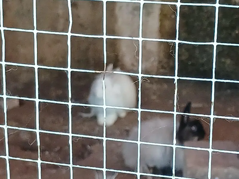 Some cute bunnies and rabbits :3 — photo 8
