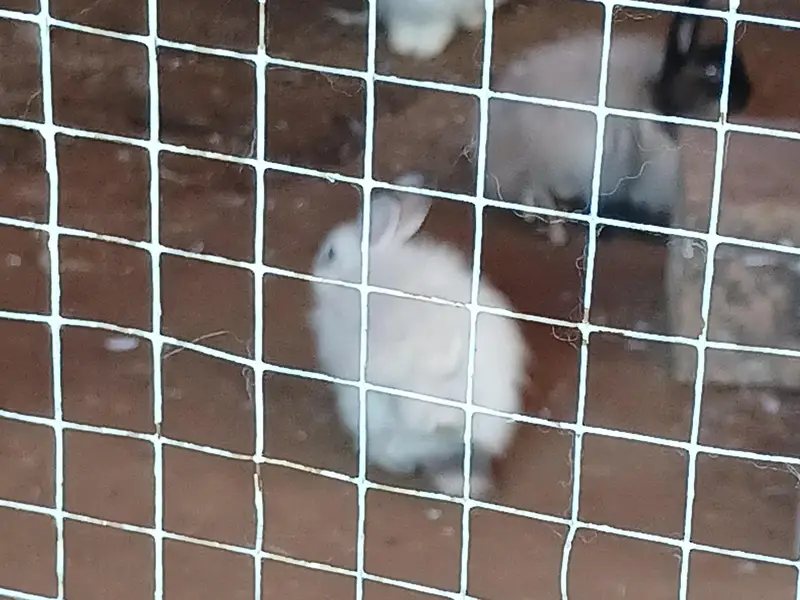 Some cute bunnies and rabbits :3 — photo 9
