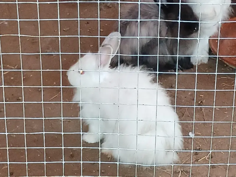 Some cute bunnies and rabbits :3 — photo 10