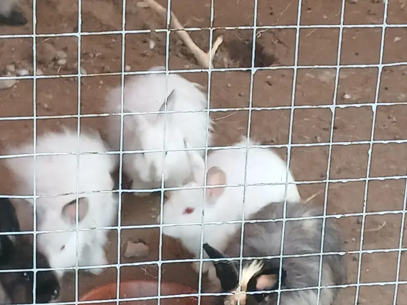 Some cute bunnies and rabbits :3 — photo 11