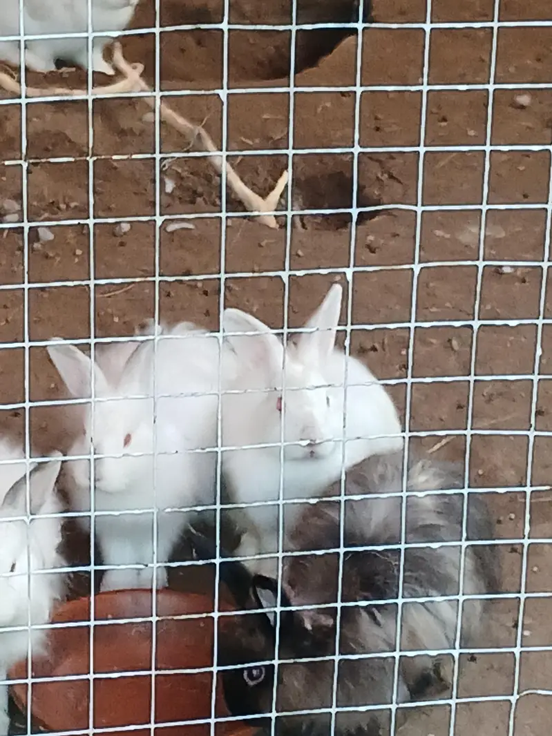 Some cute bunnies and rabbits :3 — photo 12