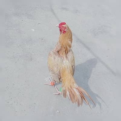Pure Aseel for sale