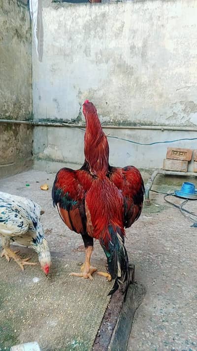 kamalia breed High quality pure aseel