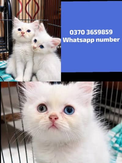 Persian Female kitten for sale
