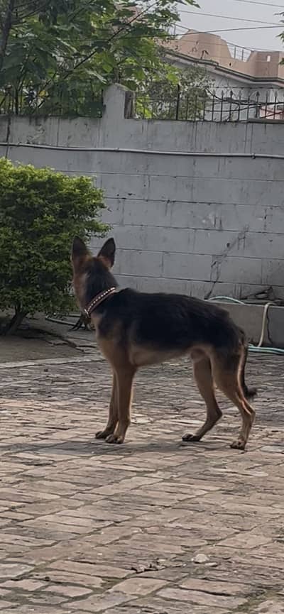 German Shepherd Puppy