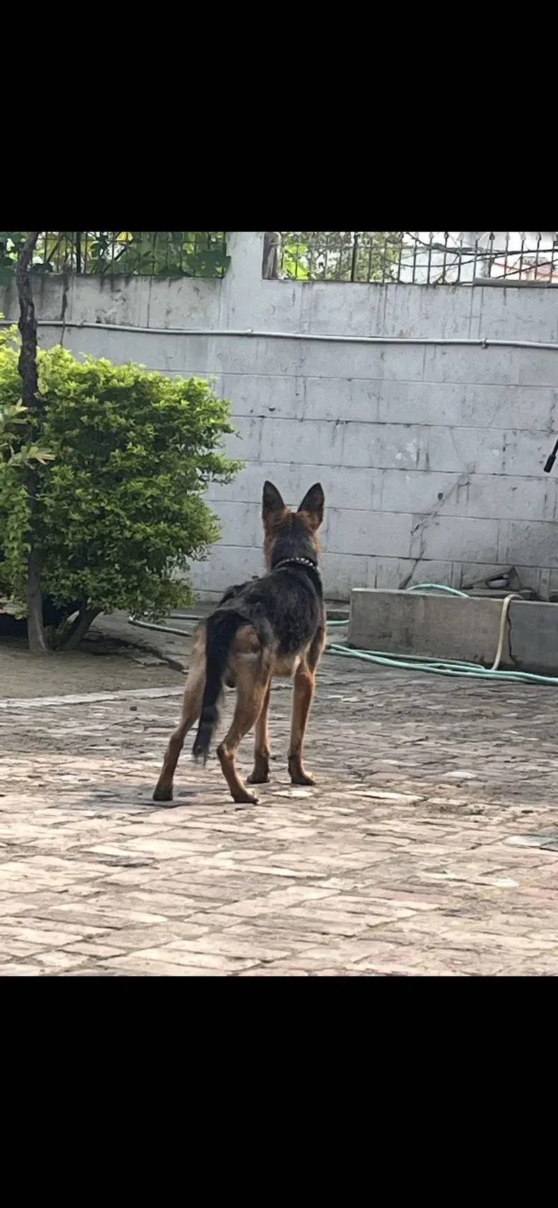 German Shepherd Puppy — photo 2