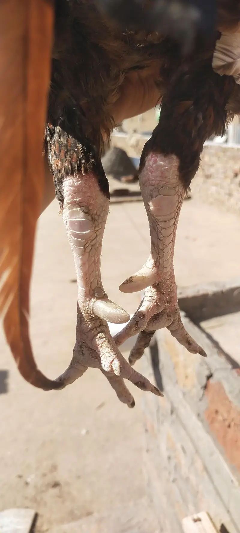 Pure Aseel Murgha — photo 8