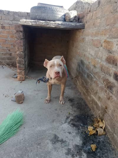 pitbull dog