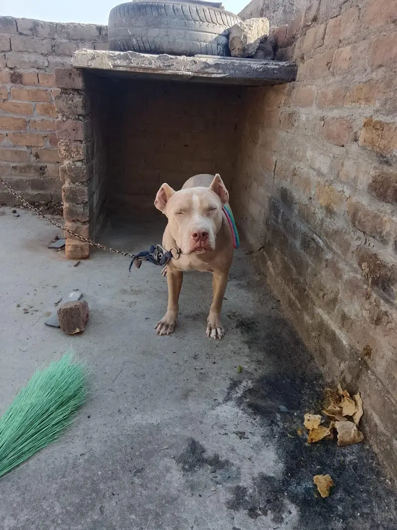 pitbull dog — photo 2