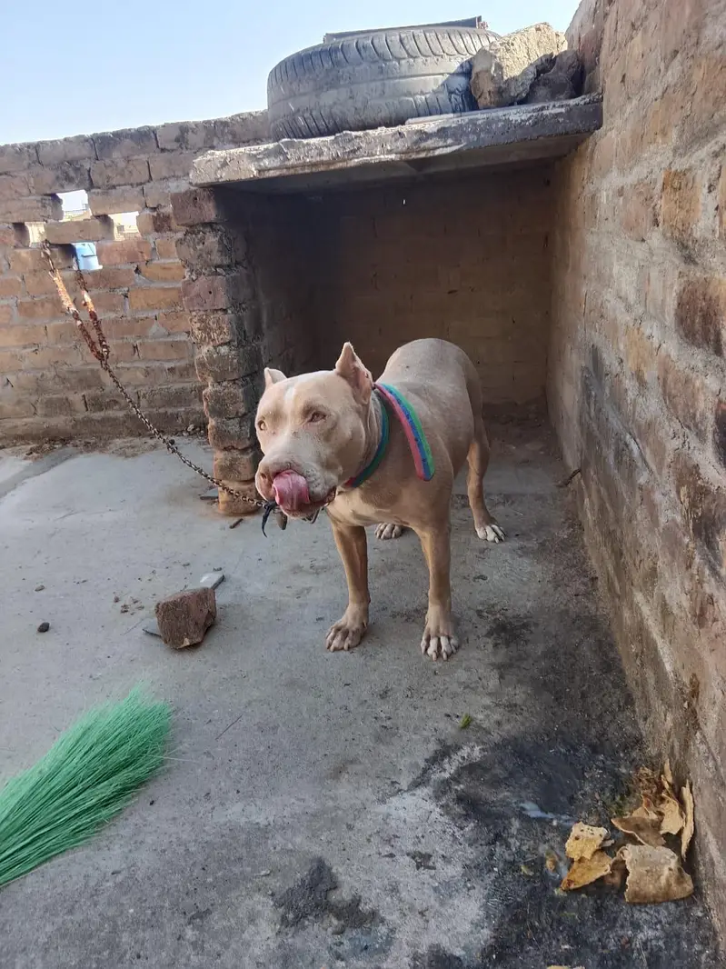 pitbull dog — photo 3