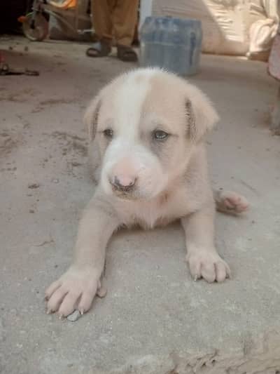A puppy
