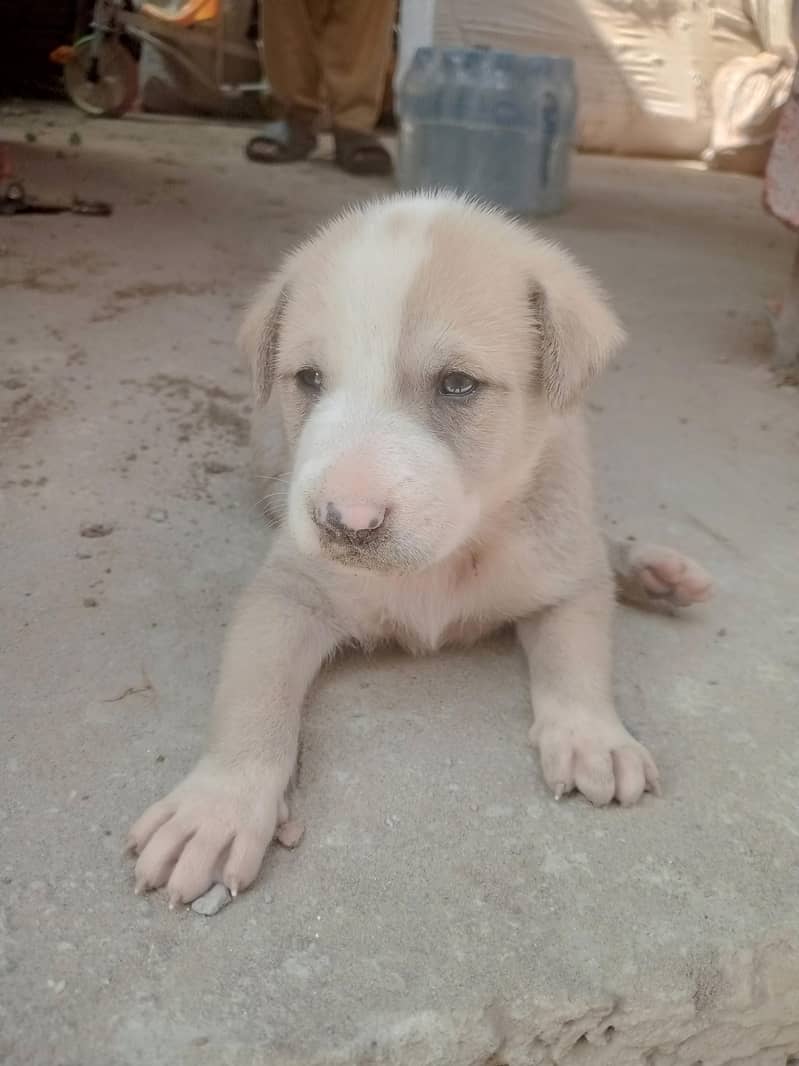 A puppy 0