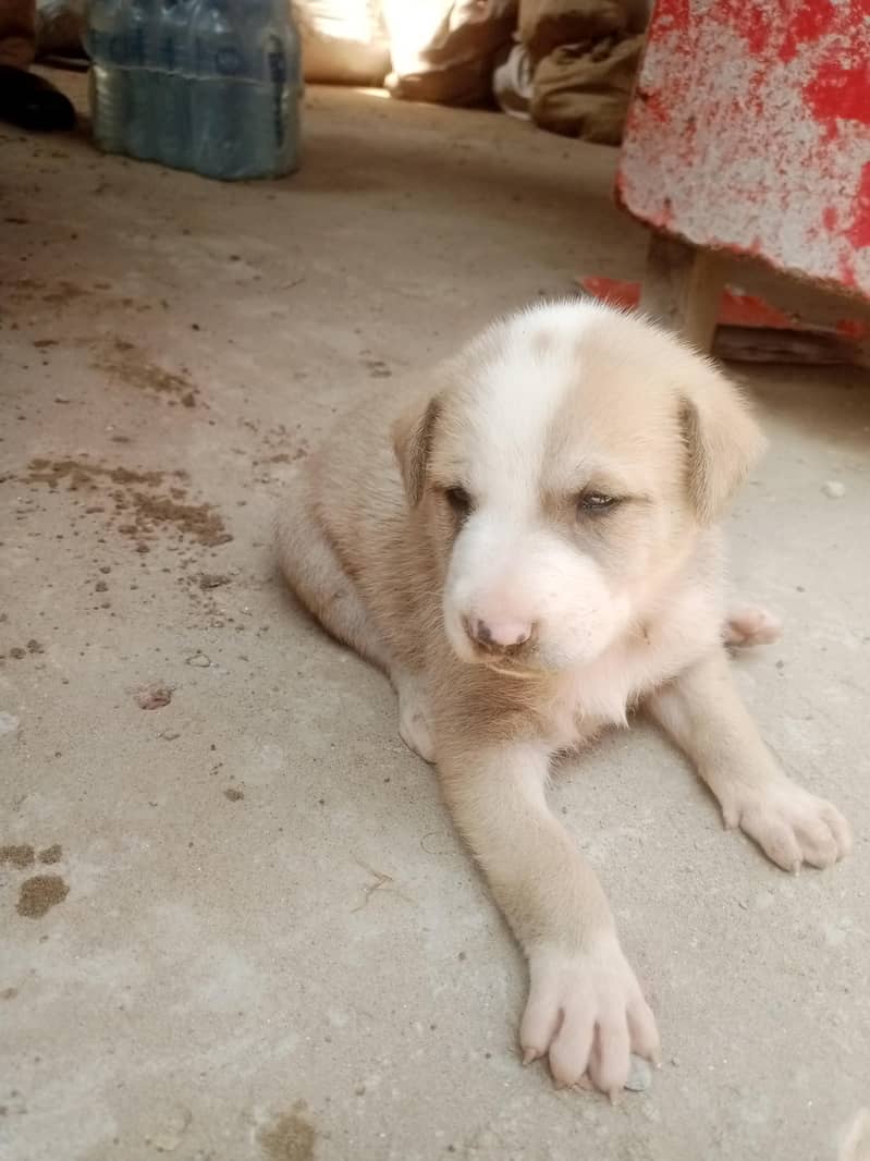 A puppy 1