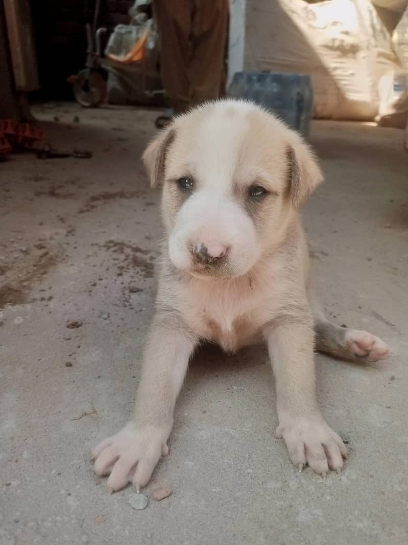 A puppy 2