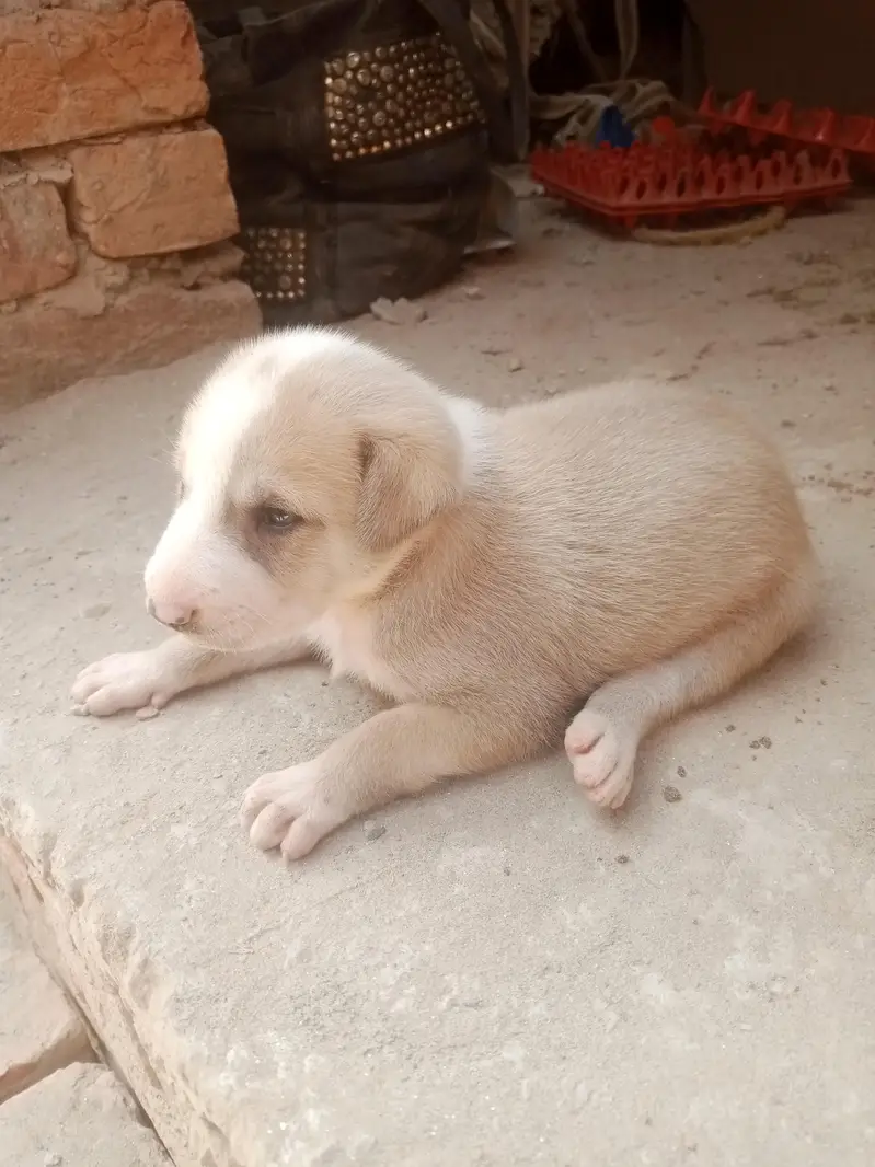 A puppy — photo 4