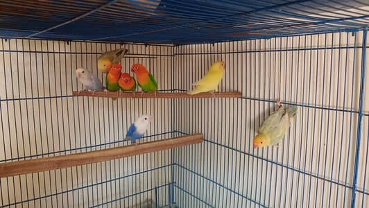 Lovebirds