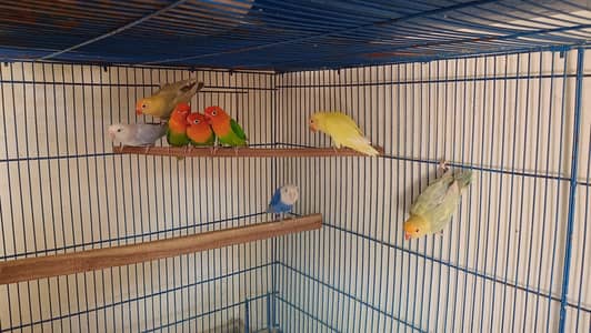 Lovebirds
