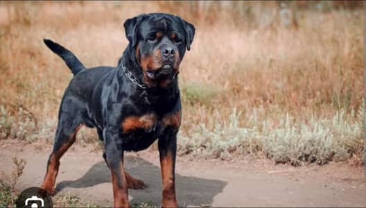 I want to sale rottweiler dog pure bread