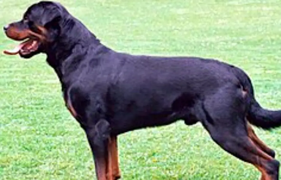 I want to sale rottweiler dog pure bread — photo 2