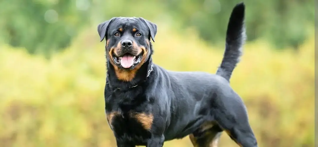 I want to sale rottweiler dog pure bread — photo 3