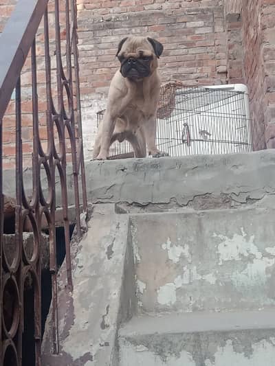 Pug Female / Pug Dog For Sale / Female Pug Puppy / Tiny Size Pug /