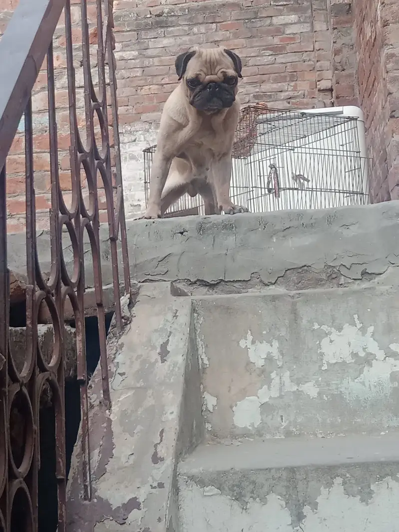 Pug Female / Pug Dog For Sale / Female Pug Puppy / Tiny Size Pug / — photo 2