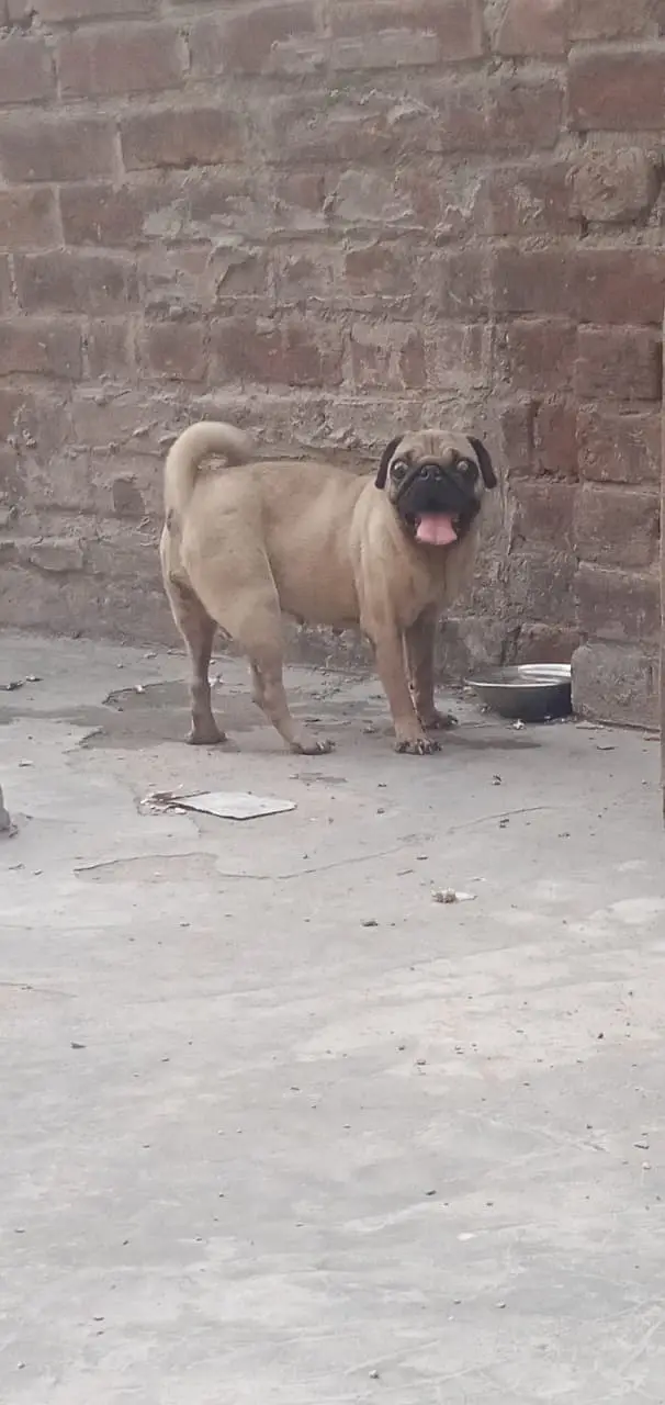 Pug Female / Pug Dog For Sale / Female Pug Puppy / Tiny Size Pug / — photo 4