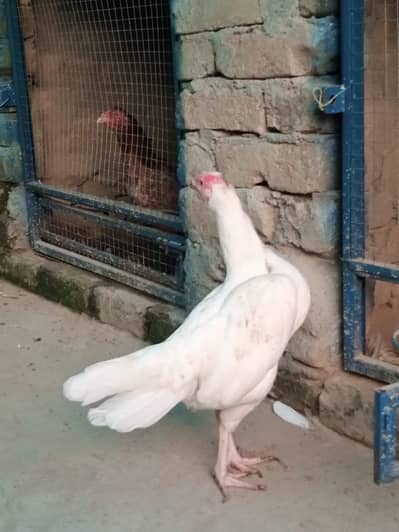 Paper white Maadi