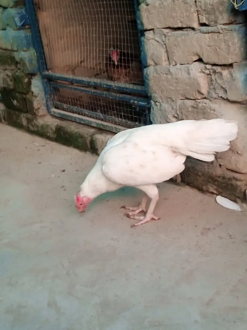 Paper white Maadi — photo 2