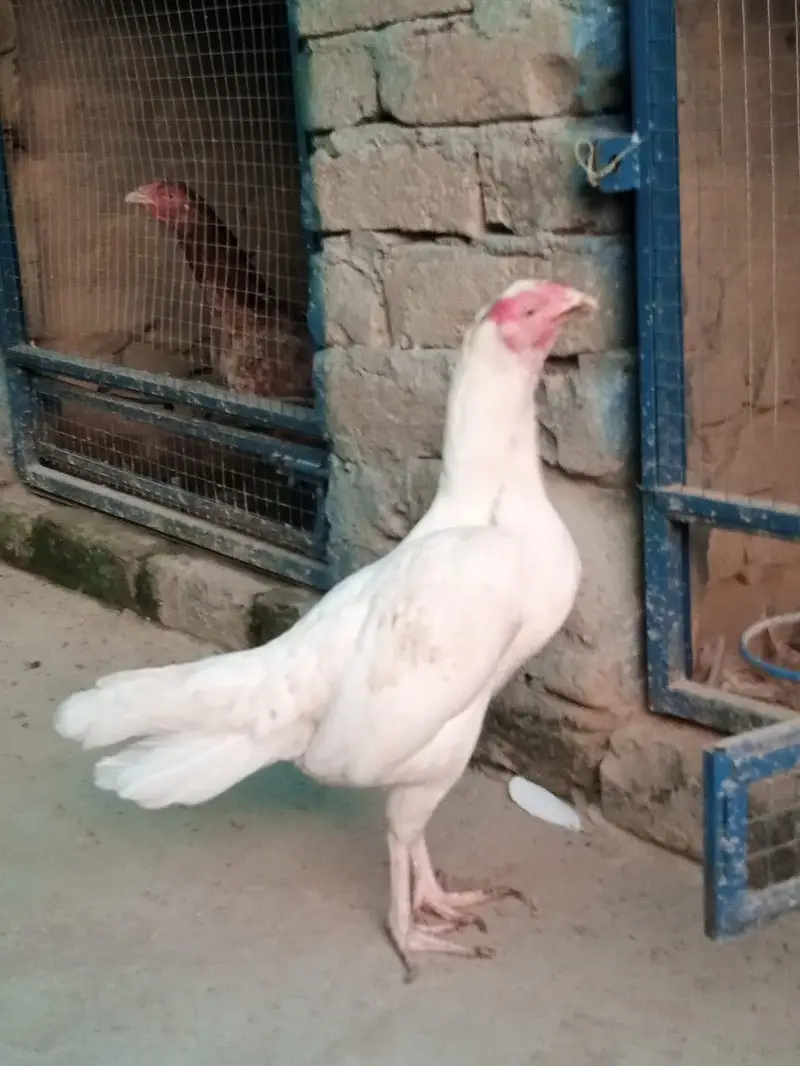 Paper white Maadi — photo 3