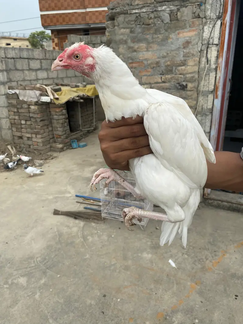 Paper white Maadi — photo 4