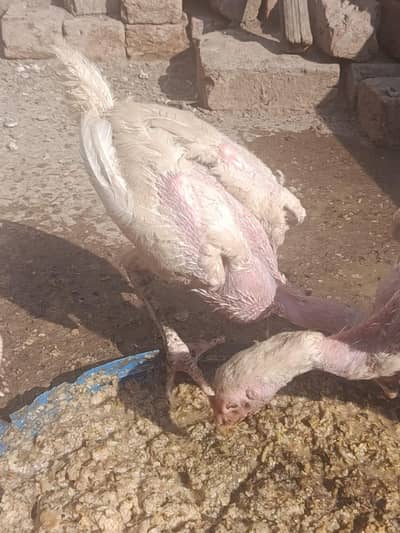 Aseel Hera, Barmi Nasal, Pakistani Breed For Sale