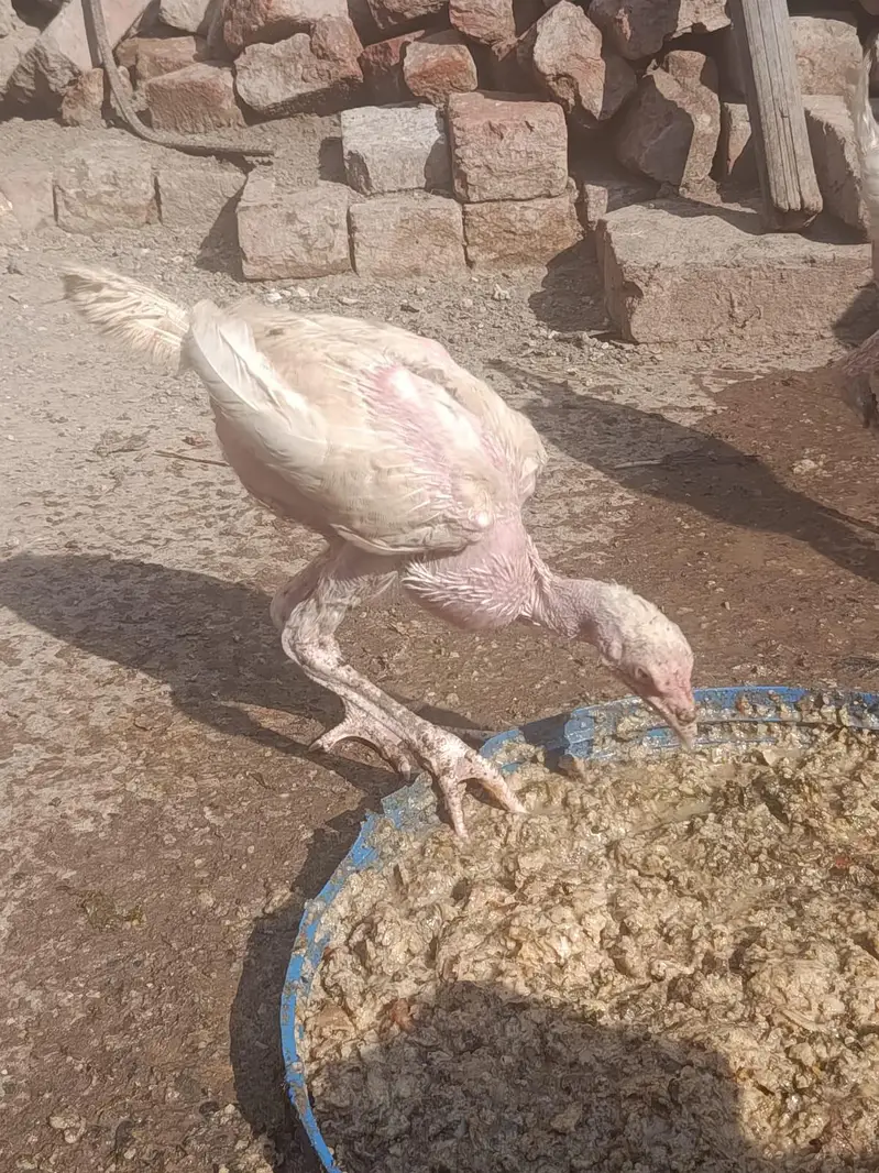Aseel Hera, Barmi Nasal, Pakistani Breed For Sale — photo 2
