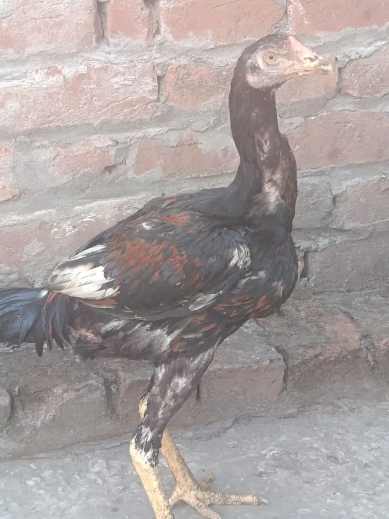 Aseel Hera, Barmi Nasal, Pakistani Breed For Sale — photo 3