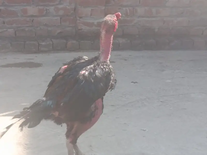 Aseel Hera, Barmi Nasal, Pakistani Breed For Sale — photo 4