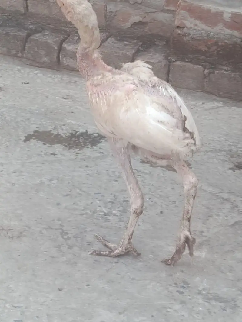 Aseel Hera, Barmi Nasal, Pakistani Breed For Sale — photo 5