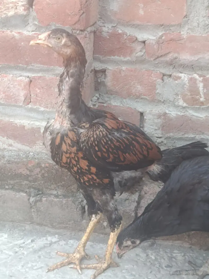 Aseel Hera, Barmi Nasal, Pakistani Breed For Sale — photo 6