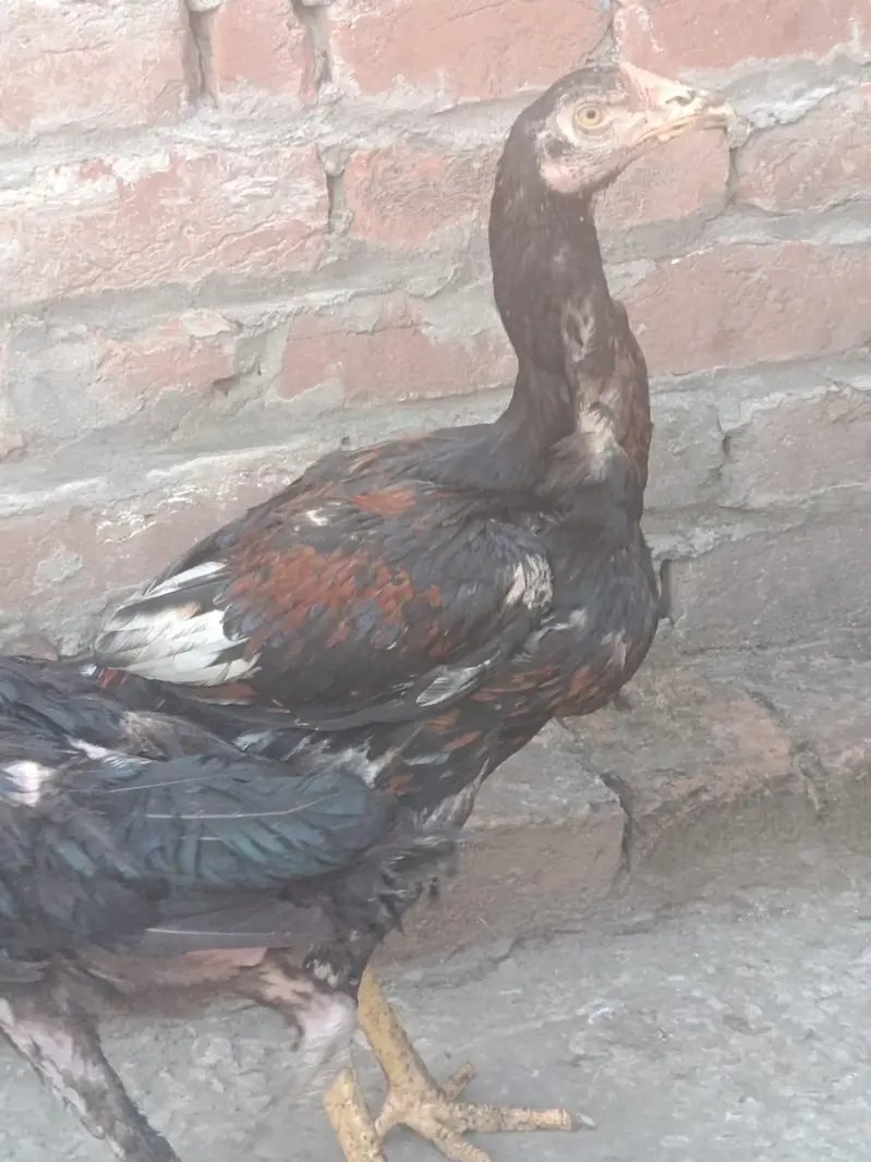 Aseel Hera, Barmi Nasal, Pakistani Breed For Sale — photo 7