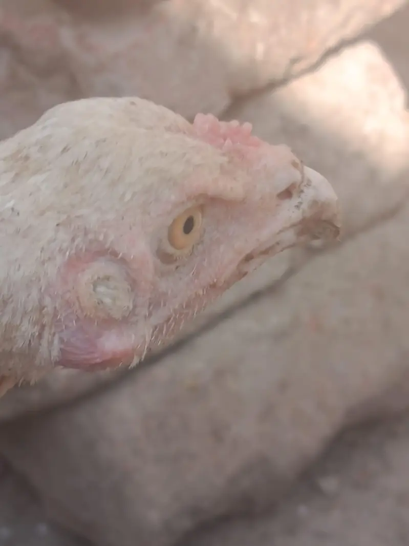Aseel Hera, Barmi Nasal, Pakistani Breed For Sale — photo 8