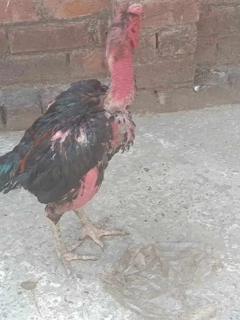 Aseel Hera, Barmi Nasal, Pakistani Breed For Sale — photo 9